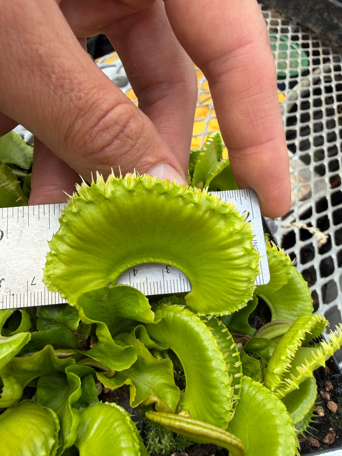 Dionaea muscipula GJ Montecore