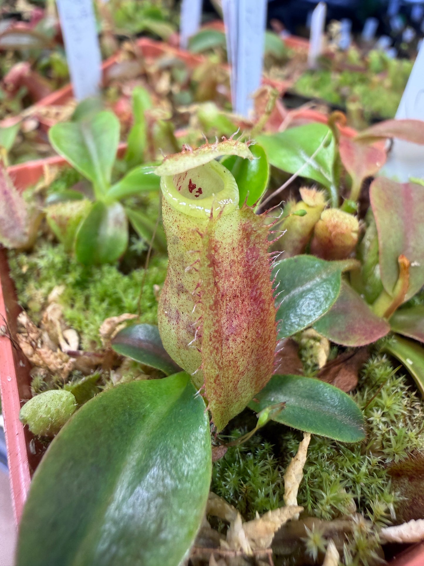 N124 Nepenthes Song of Melancholy x (truncata x spectabilis) (Shipped Bare-Root)