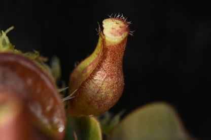 Nepenthes truncata x Leviathan (Seed Grown) Small