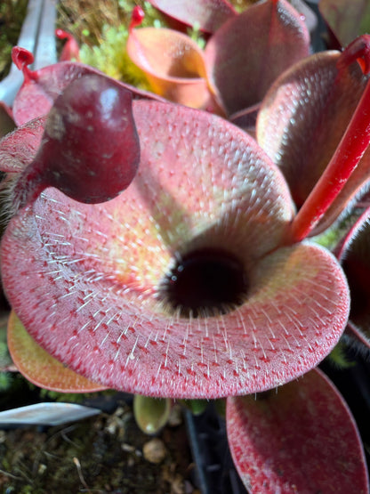 Heliamphora minor var. pilosa AW Clone #1