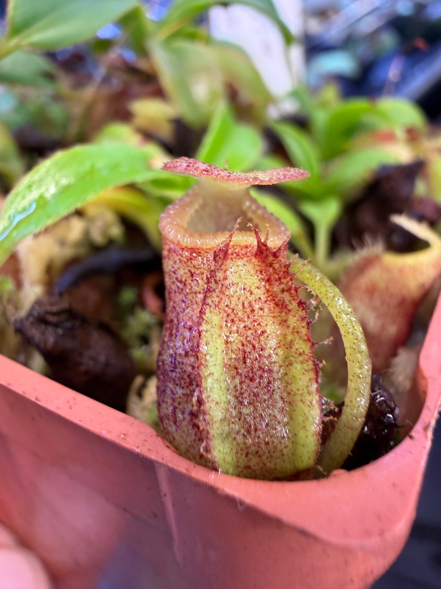 N88 Nepenthes talangensis x villosa (Shipped Bare-Root)