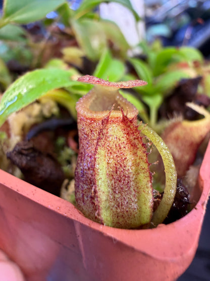 N88 Nepenthes talangensis x villosa (Shipped Bare-Root)