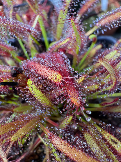 Drosera capensis (Driehoek Farm, Cederberg) 13943