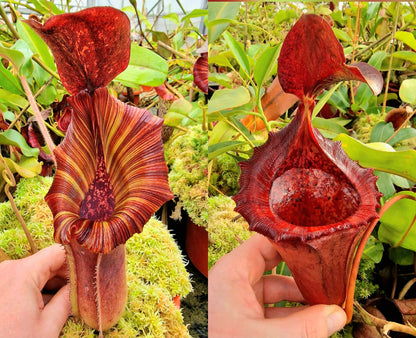 Nepenthes [(lowii x veitchii) x boschiana] x [(veitchii x maxima) x veitchii] (selected plant in 2019) x [(lowii x veitchii) x campanulata] NP100 - Seed Grown