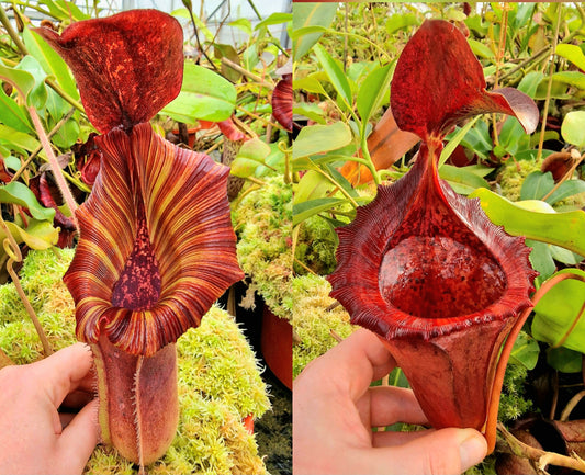 Nepenthes [(lowii x veitchii) x boschiana] x [(veitchii x maxima) x veitchii] (selected plant in 2019) x [(lowii x veitchii) x campanulata] NP100 - Seed Grown