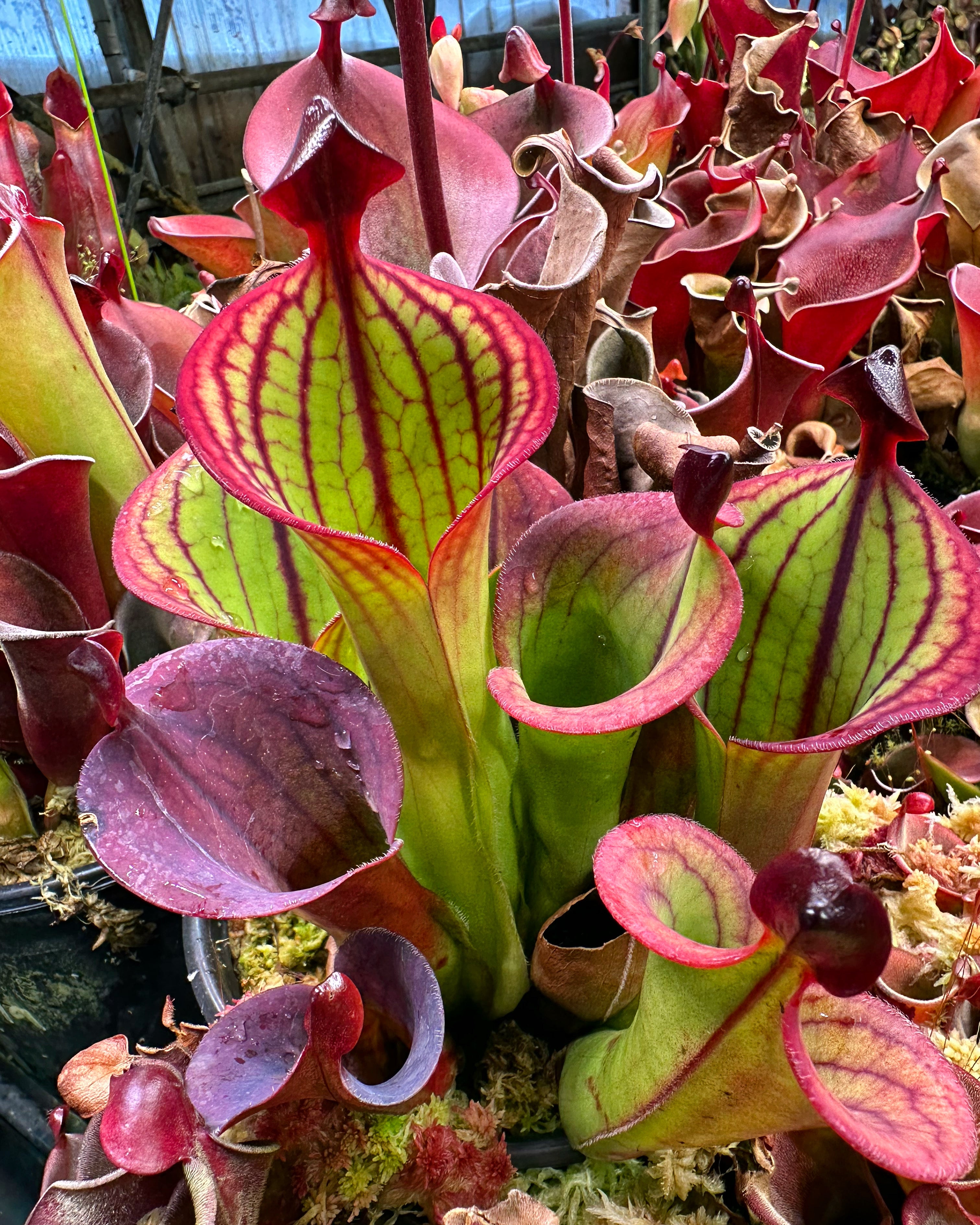 その他観葉植物 Heliamphora macdonaldae H. macdonaldae | Jeremiah's Plants