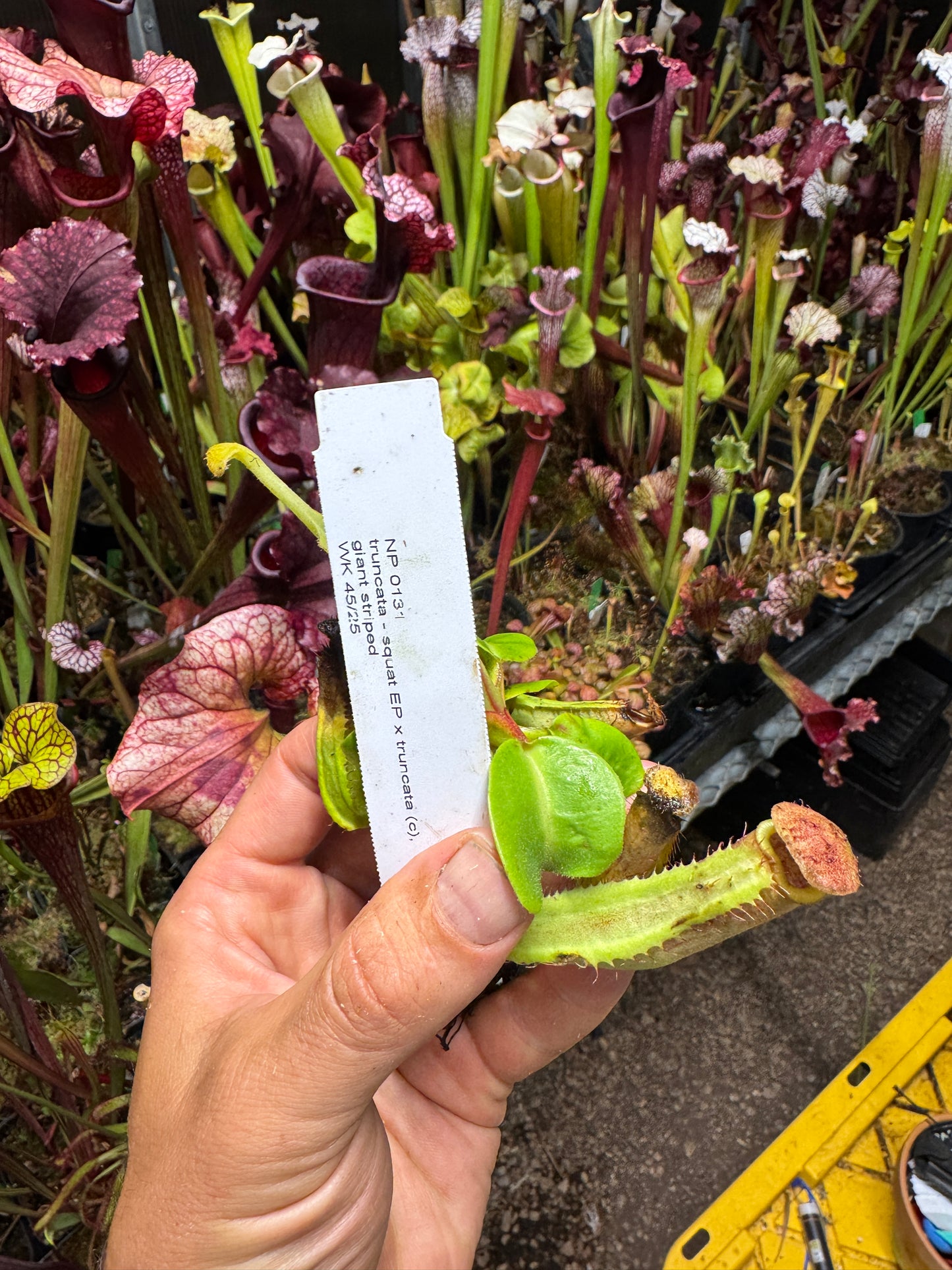Nepenthes truncata - Squat EP x truncata (c), Giant Striped NP131 - Seed Grown (Shipped Bare Root)