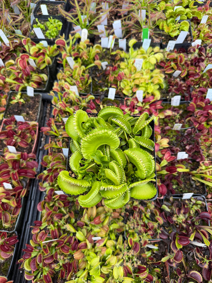 Dionaea muscipula GJ Montecore the New Guinness World Record Biggest VFT! (Shipped Bare-Root)
