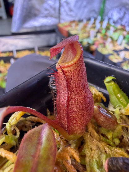 N97 Nepenthes (rajah x mira JH) x Leviathan (Shipped Bare-Root)