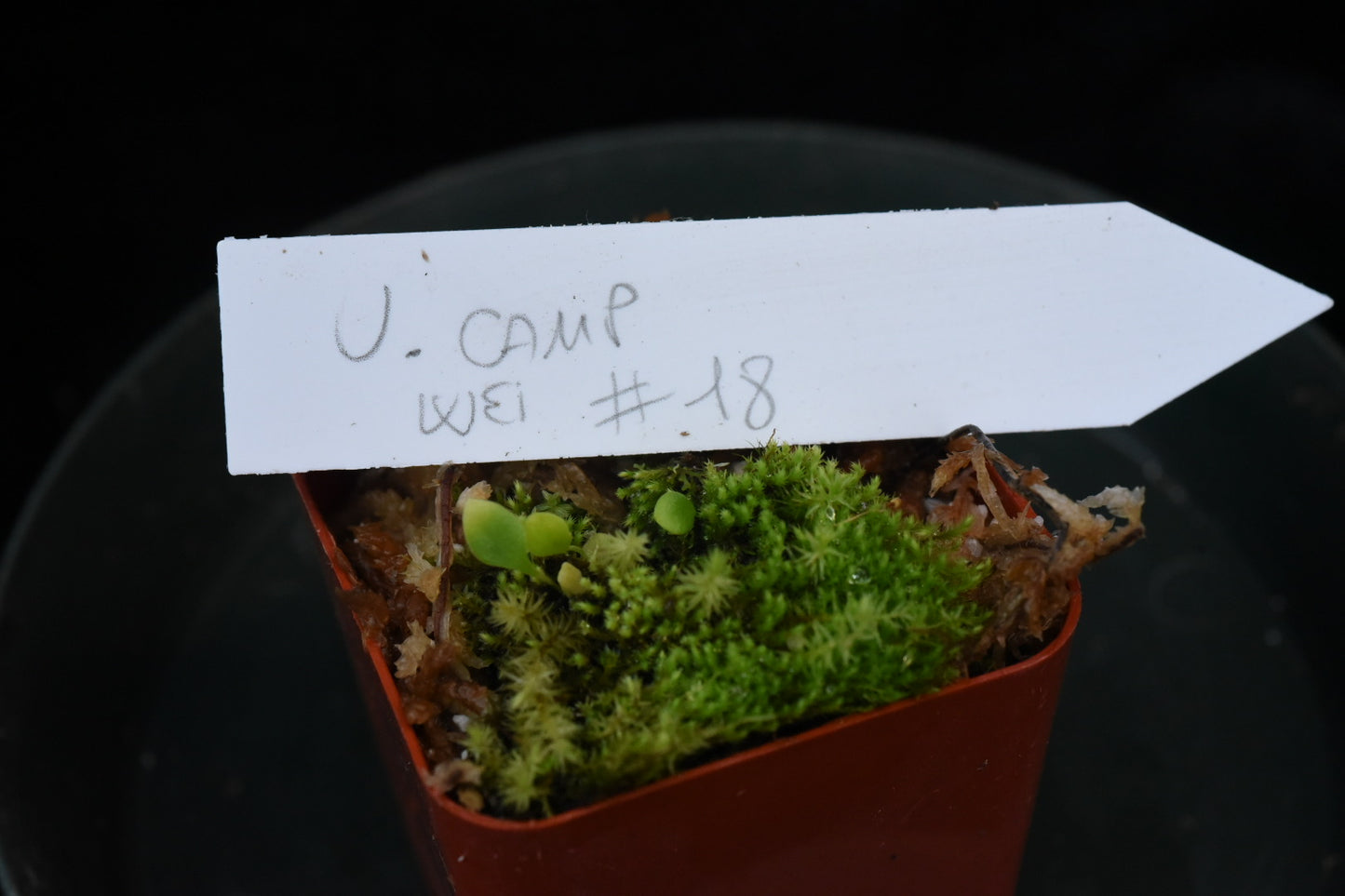 Utricularia campbelliana Wei Tepui Sergio G. (Shipped Bare-Root)