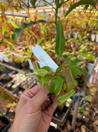 Nepenthes truncata-squat EP x (rajah x veitchii) NP133 - Seed Grown (Shipped Bare Root)