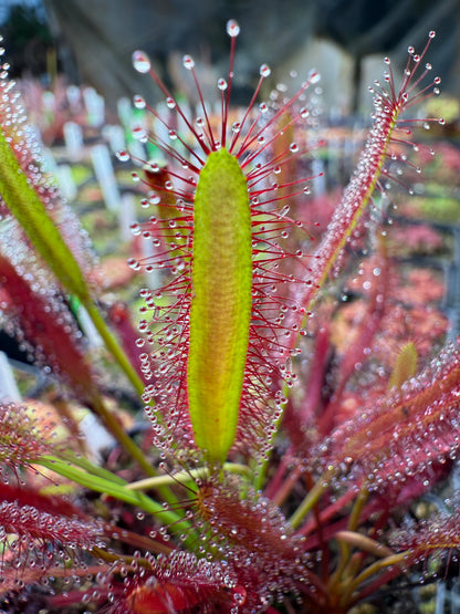 Drosera capensis Red Form (Pakhuis Pass)