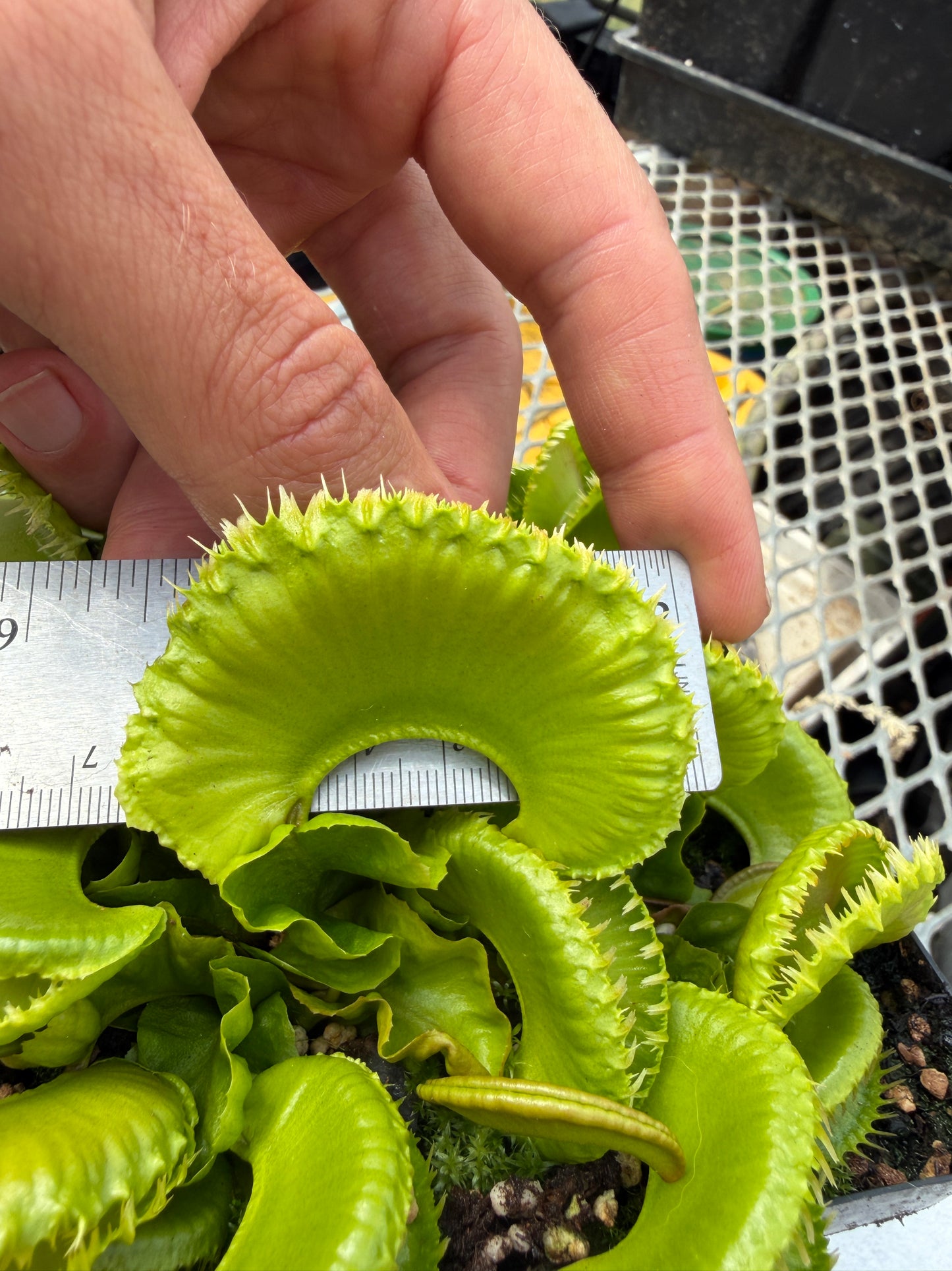 Dionaea muscipula GJ Montecore