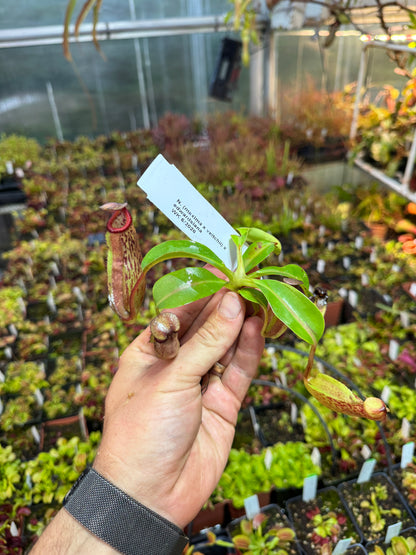 Nepenthes (maxima x veitchii) x edwardsiana NP141 - Seed Grown (Shipped Bare Root)