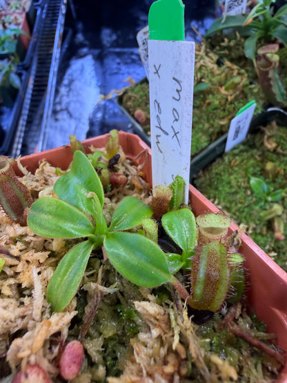 N103 Nepenthes maxima x edwardsiana (Shipped Bare-Root)