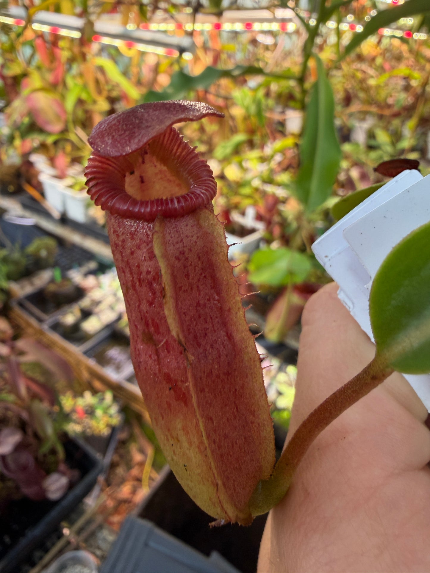 Nepenthes (veitchii x lowii) x edwardsiana NP134 - Seed Grown (Shipped Bare Root)