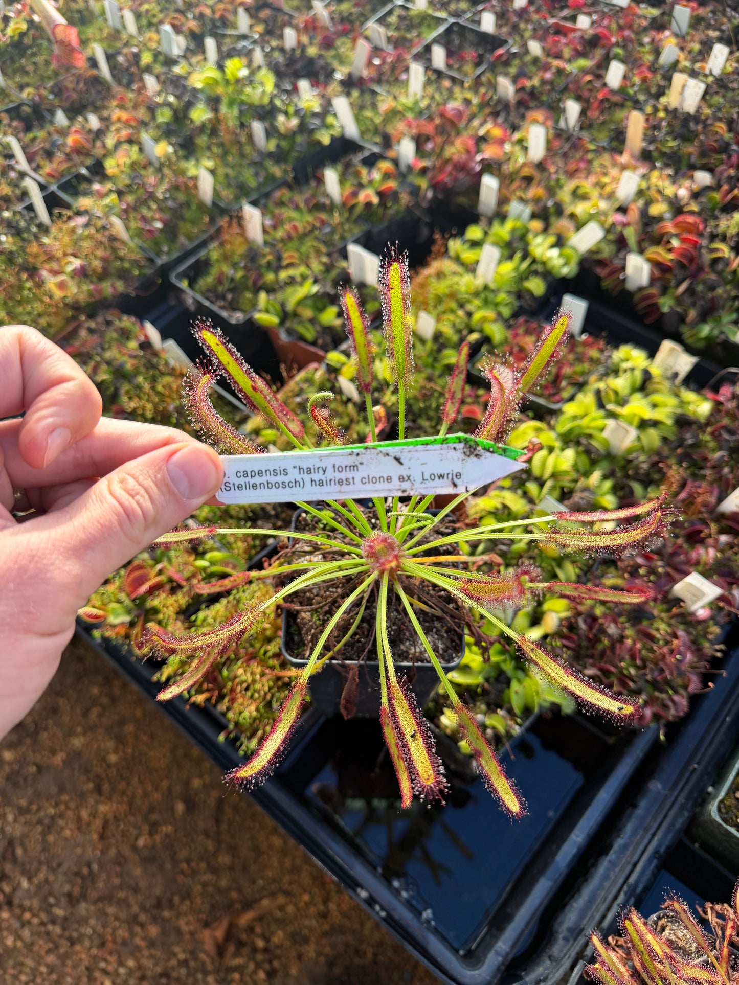 Drosera capensis Hairy Form (Stellenbosch) Hairyest Clone ex Lowrie
