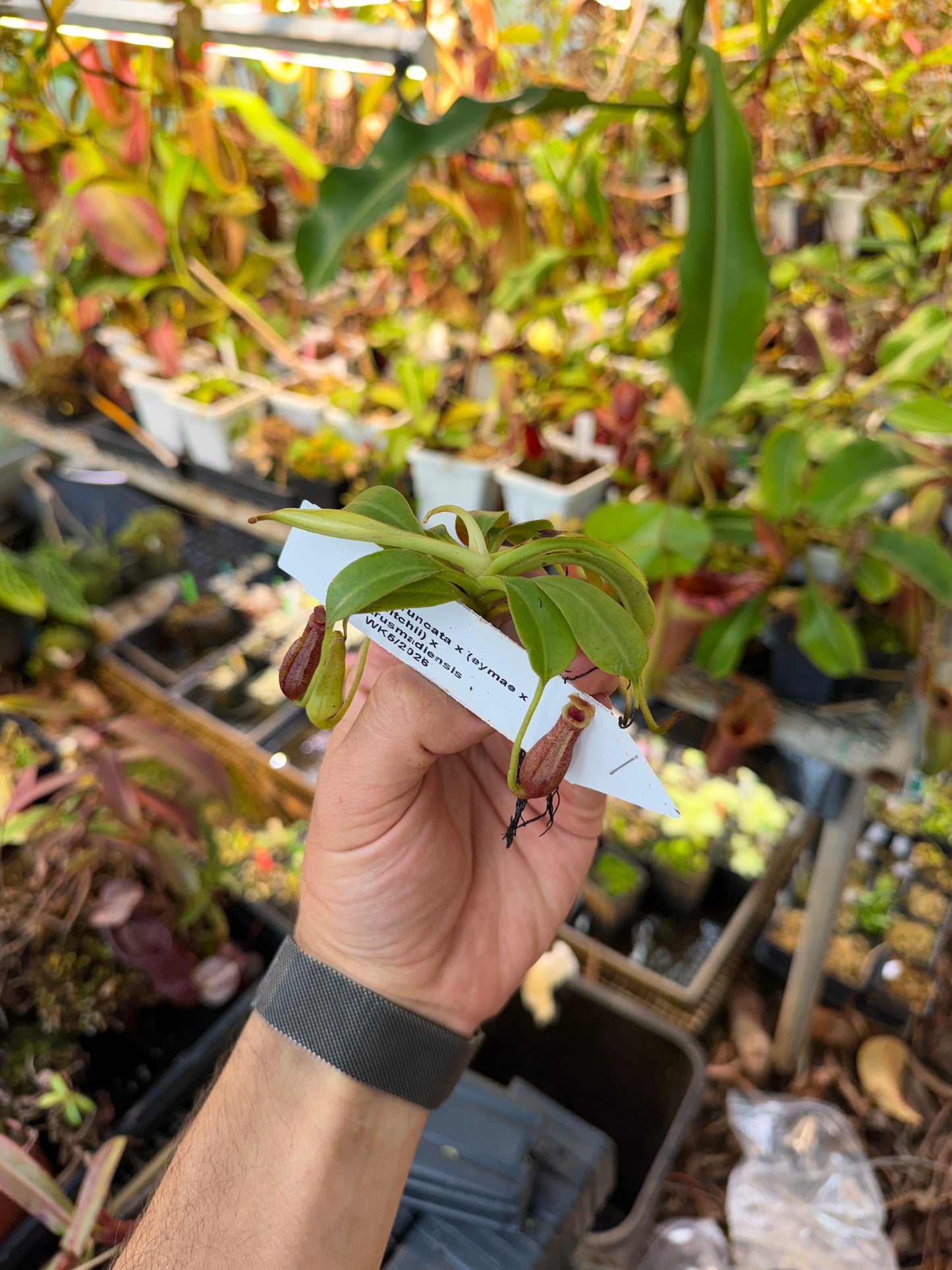 Nepenthes [truncata x (eymae x veitchii)] x trusmadiensis NP115 — Seed Grown (Shipped Bare Root)