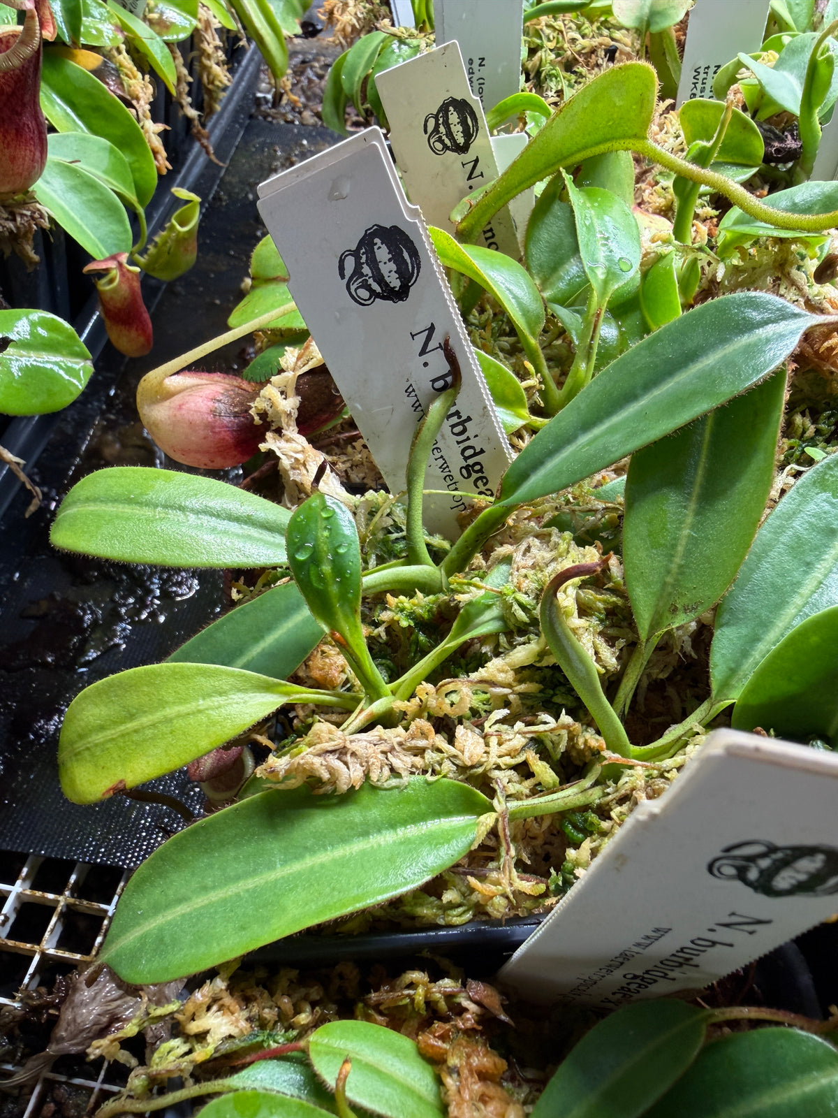 Nepenthes burbidgeae x villosa #1 seed grown, third photo