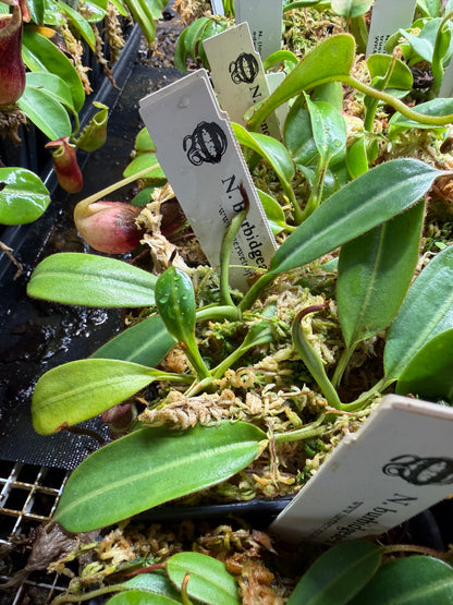 Nepenthes burbidgeae x villosa #1 seed grown, third photo