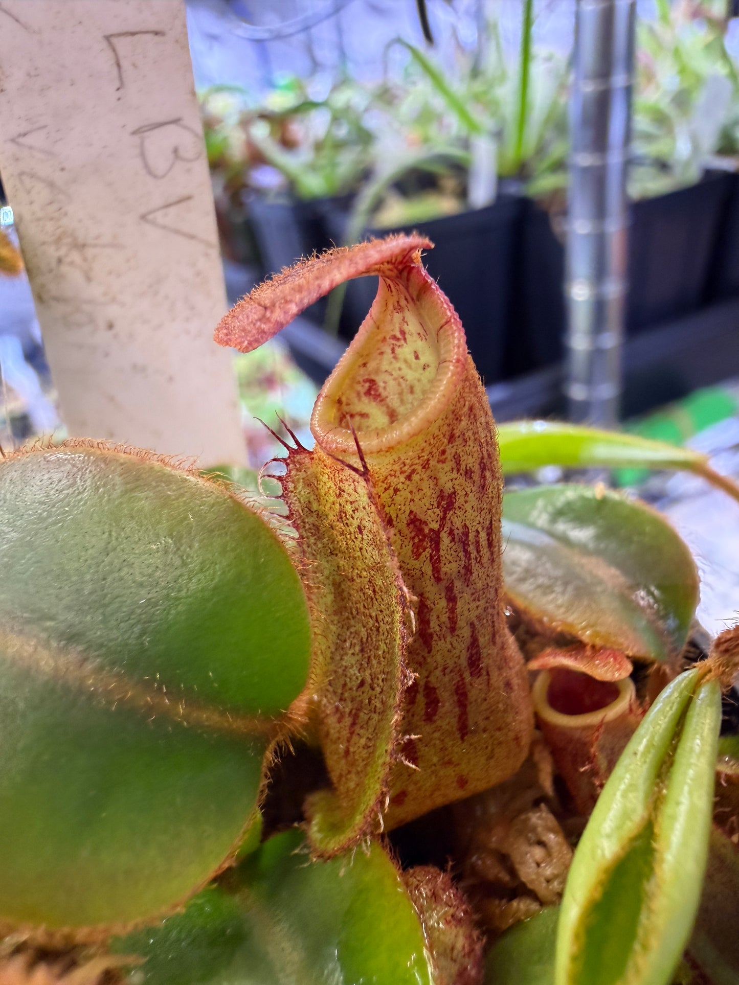 N106 Nepenthes [(lowii x veitchii) x boschiana] x (veitchii K) (Shipped Bare-Root)