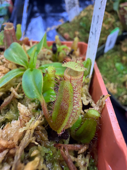 N103 Nepenthes maxima x edwardsiana (Shipped Bare-Root)