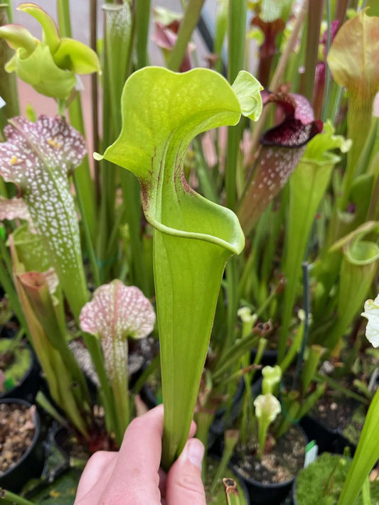 Sarracenia alata Covington Craig Wolf
