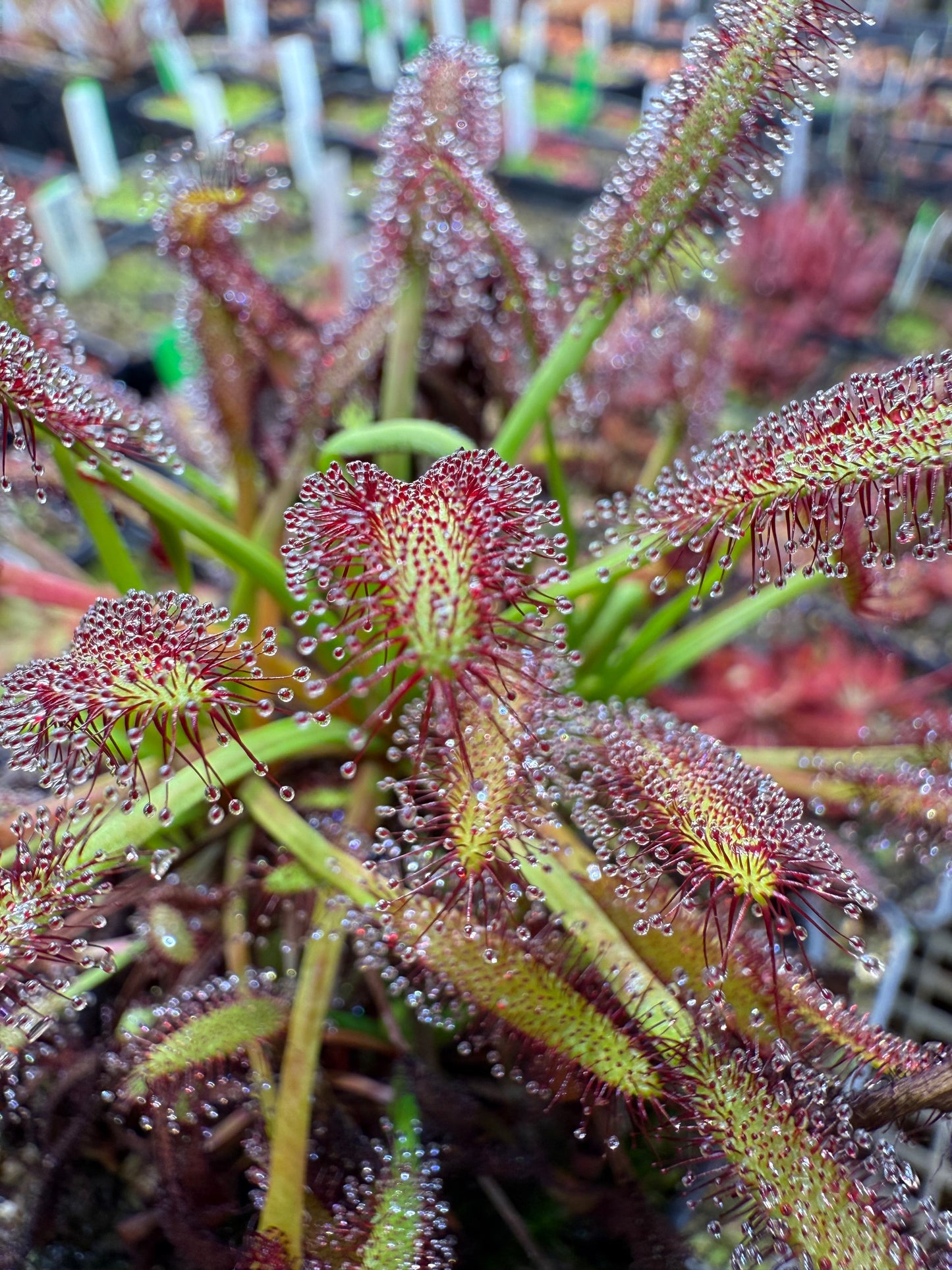 Drosera capensis Lamina Golden Green w/ Deep Red Glands (Franschhoek Mtns) Lowrie