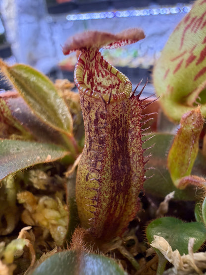 N121 Nepenthes [(lowii x veitchii) x boschiana] x mollis (Shipped Bare-Root)