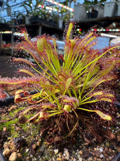 Drosera capensis Crestate ex Phito Carnivores
