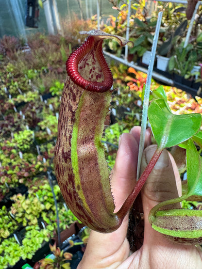 Nepenthes (maxima x veitchii) x edwardsiana NP141 - Seed Grown (Shipped Bare Root)
