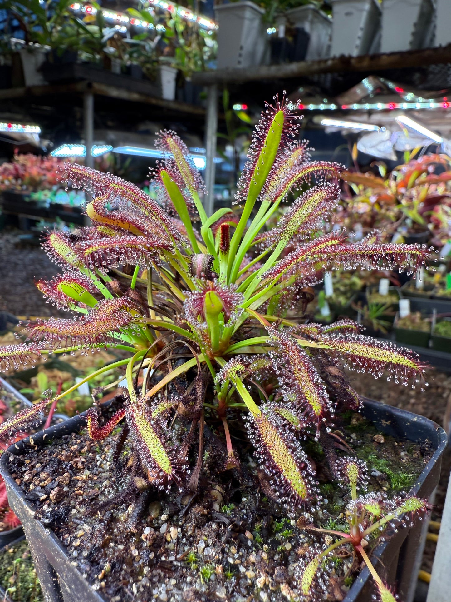 Drosera capensis Lamina Golden Green w/ Deep Red Glands (Franschhoek Mtns) Lowrie