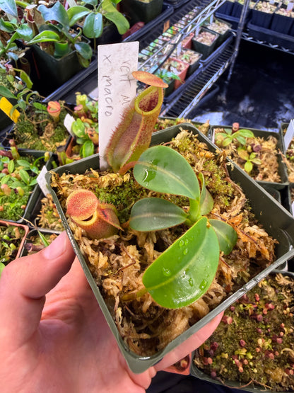 N96 Nepenthes veitchii M Striped x macrophylla (Shipped Bare-Root)