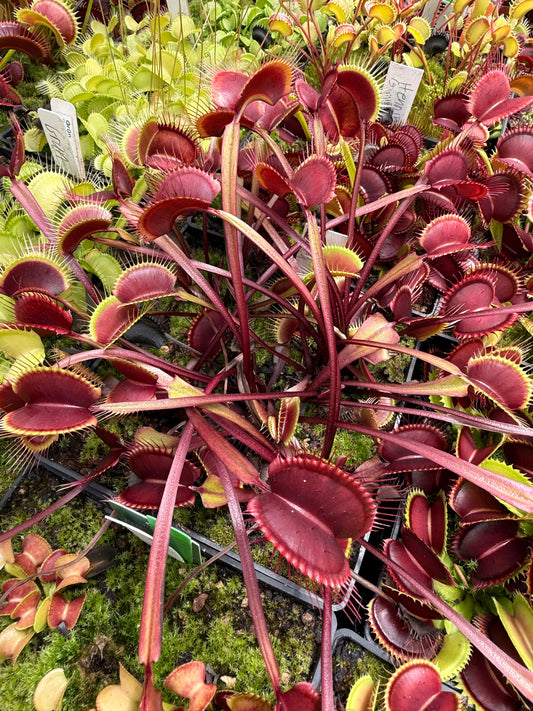 Dionaea muscipula Holland Red