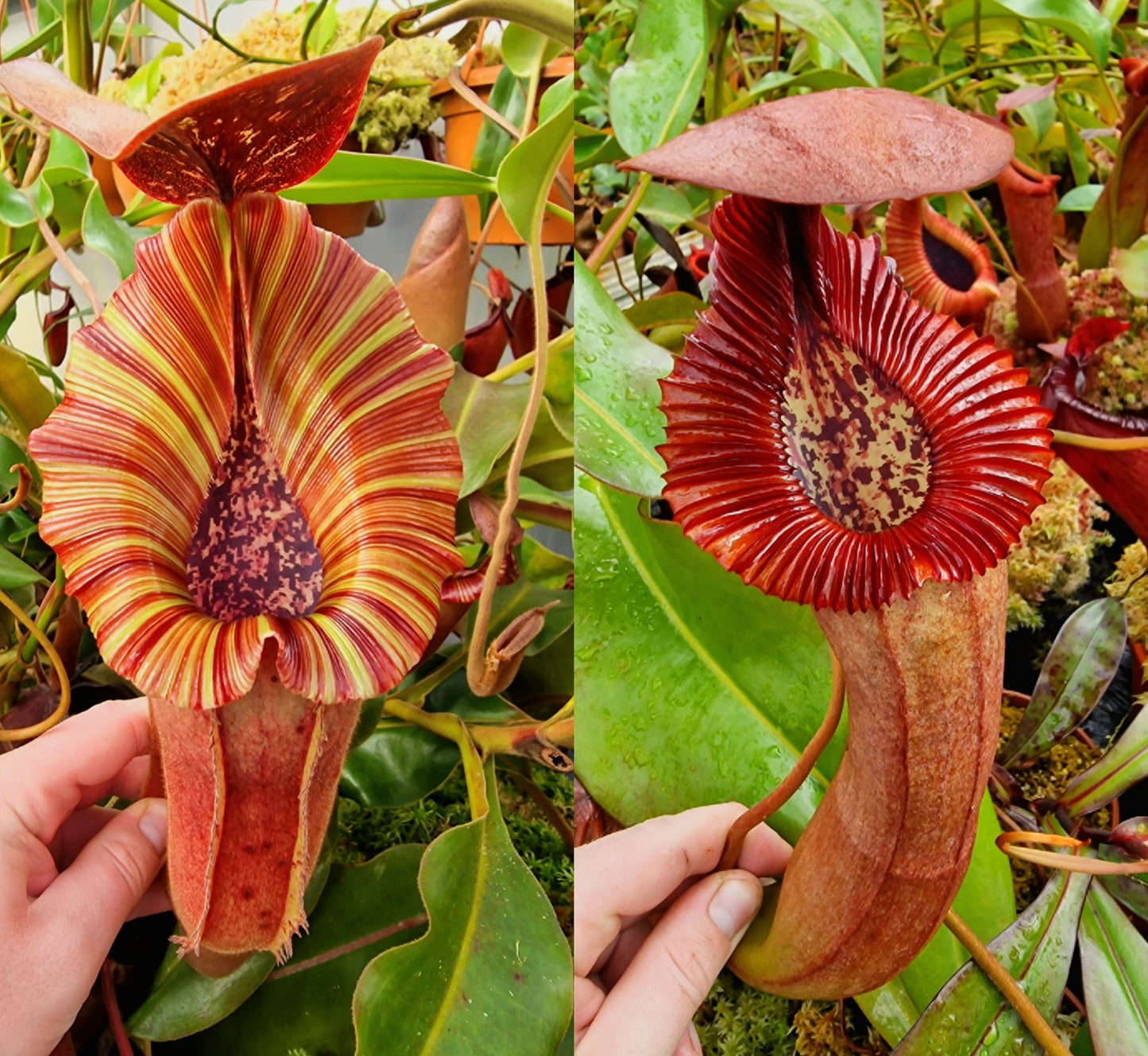 Nepenthes [(lowii x veitchii) x boschiana] x [(veitchii x maxima) x veitchii] (F-clone) x {[(Rokko 'Exotica' x boschiana) x veitchii] x edwardsiana} NP96 - Seed Grown