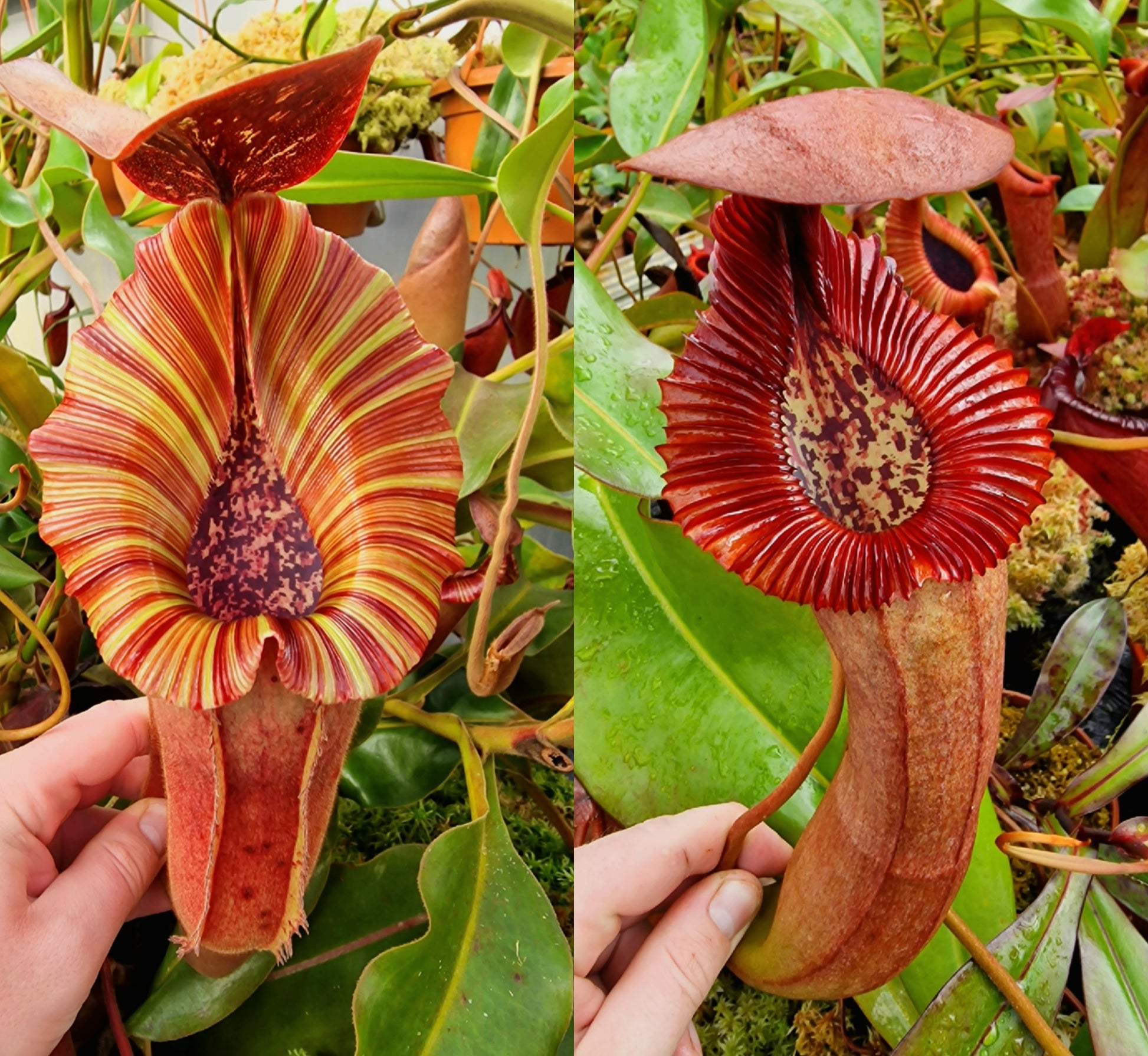 Nepenthes [(lowii x veitchii) x boschiana] x [(veitchii x maxima) x veitchii] (F-clone) x {[(Rokko 'Exotica' x boschiana) x veitchii] x edwardsiana} NP96 - Seed Grown