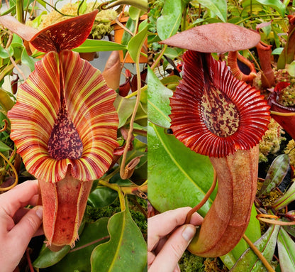 Nepenthes [(lowii x veitchii) x boschiana] x [(veitchii x maxima) x veitchii] (F-clone) x {[(Rokko 'Exotica' x boschiana) x veitchii] x edwardsiana} NP96 - Seed Grown