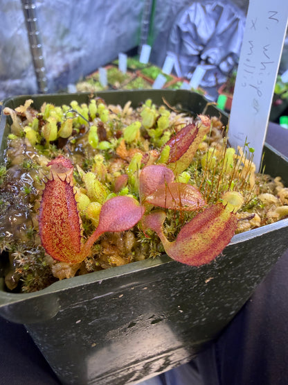 N61 Nepenthes Whisper x mollis (Shipped Bare-Root)
