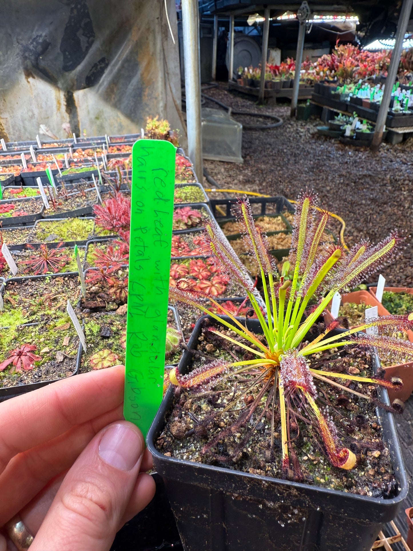 Drosera capensis Red Leaf with Glandular Hairs on Petals (Introduced in CPNL by Rob Gibson)