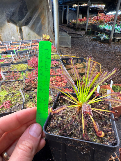 Drosera capensis Red Leaf with Glandular Hairs on Petals (Introduced in CPNL by Rob Gibson)