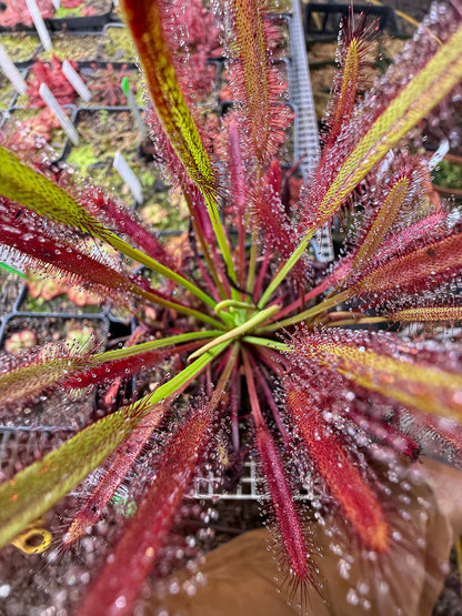 Drosera capensis Red Form (Pakhuis Pass)
