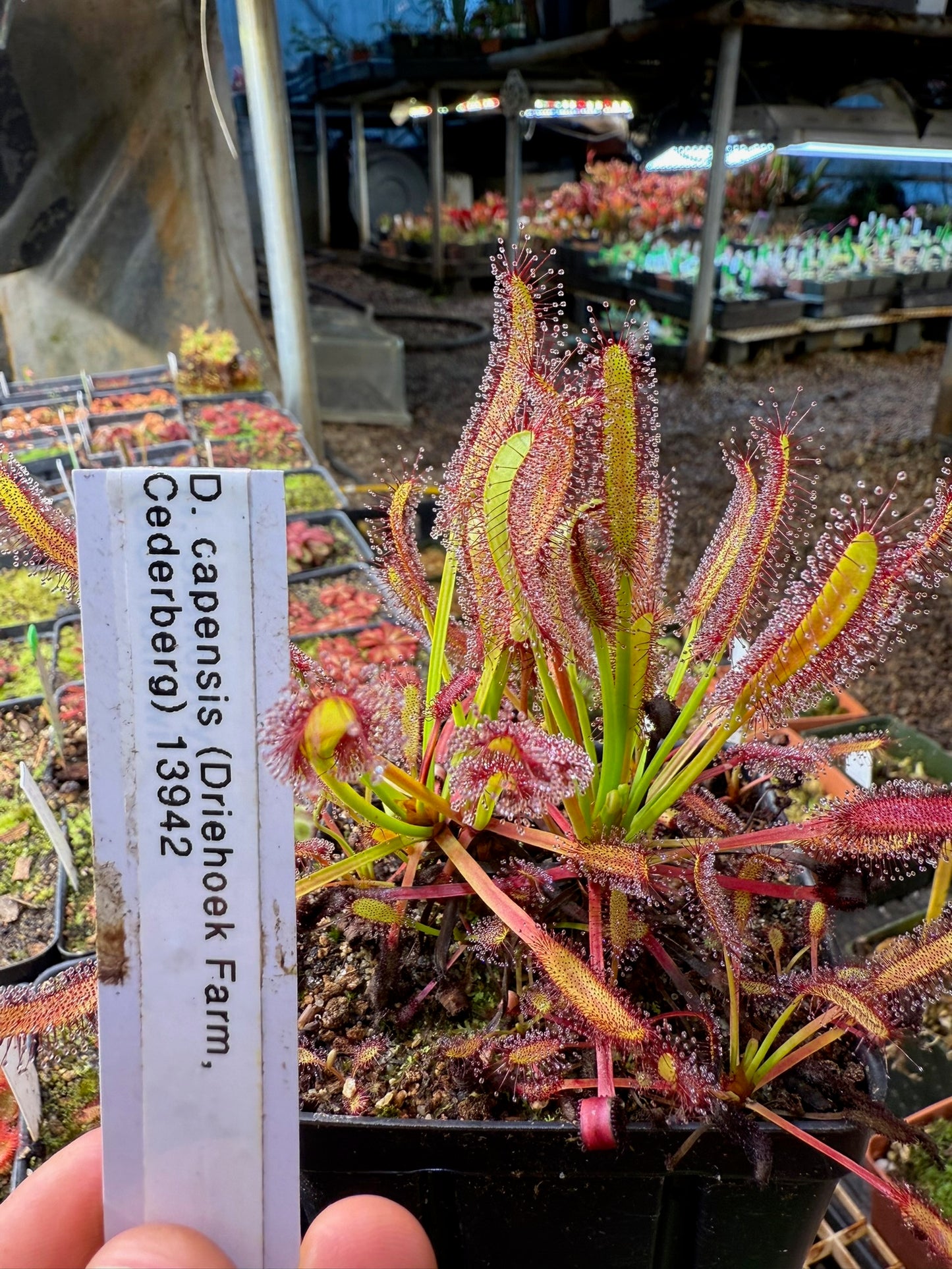 Drosera capensis (Driehoek Farm, Cederberg) 13942