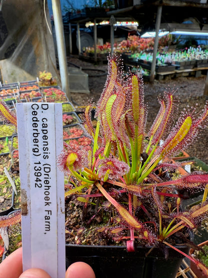 Drosera capensis (Driehoek Farm, Cederberg) 13942