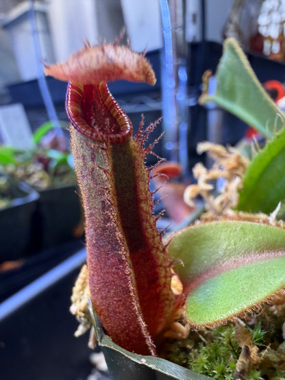 N128 Nepenthes truncata striped x (platychila x lowii) (Shipped Bare-Root)