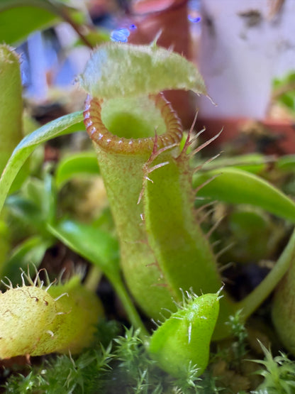 N129 Nepenthes ventricosa Black/Purple Peristome x villosa (Shipped Bare-Root)
