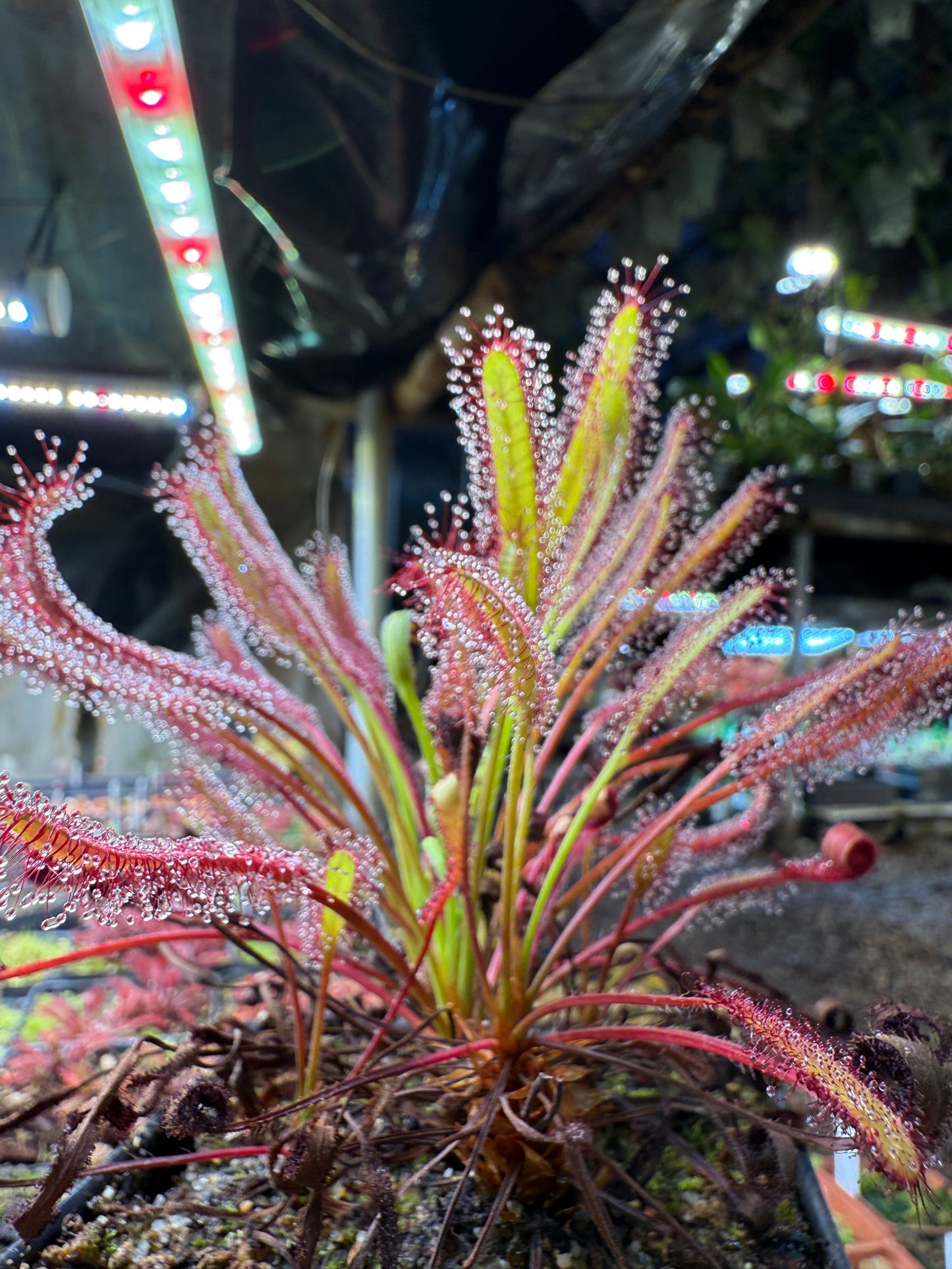 Drosera capensis Betty’s Bay 14451 NY