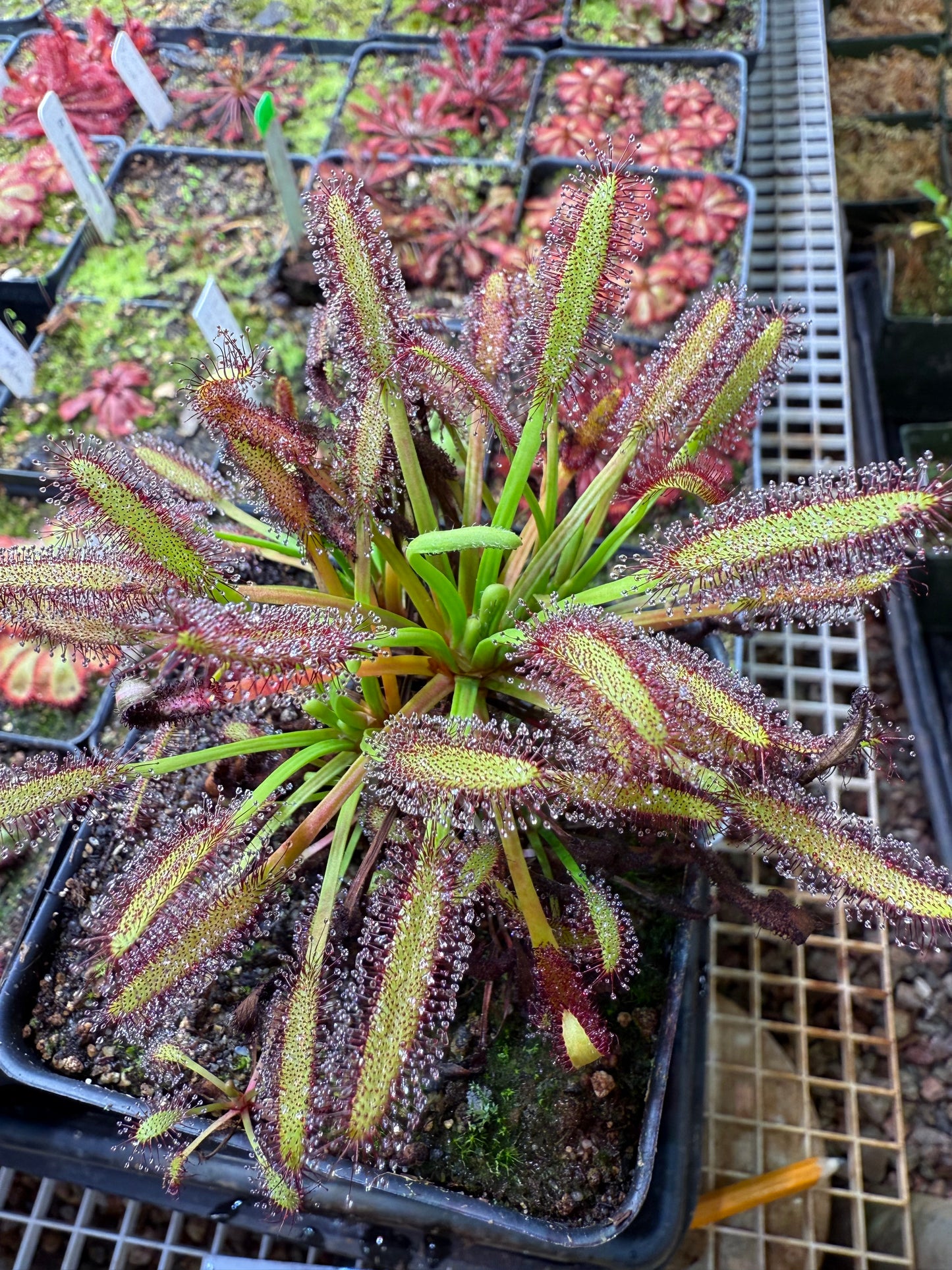 Drosera capensis Lamina Golden Green w/ Deep Red Glands (Franschhoek Mtns) Lowrie
