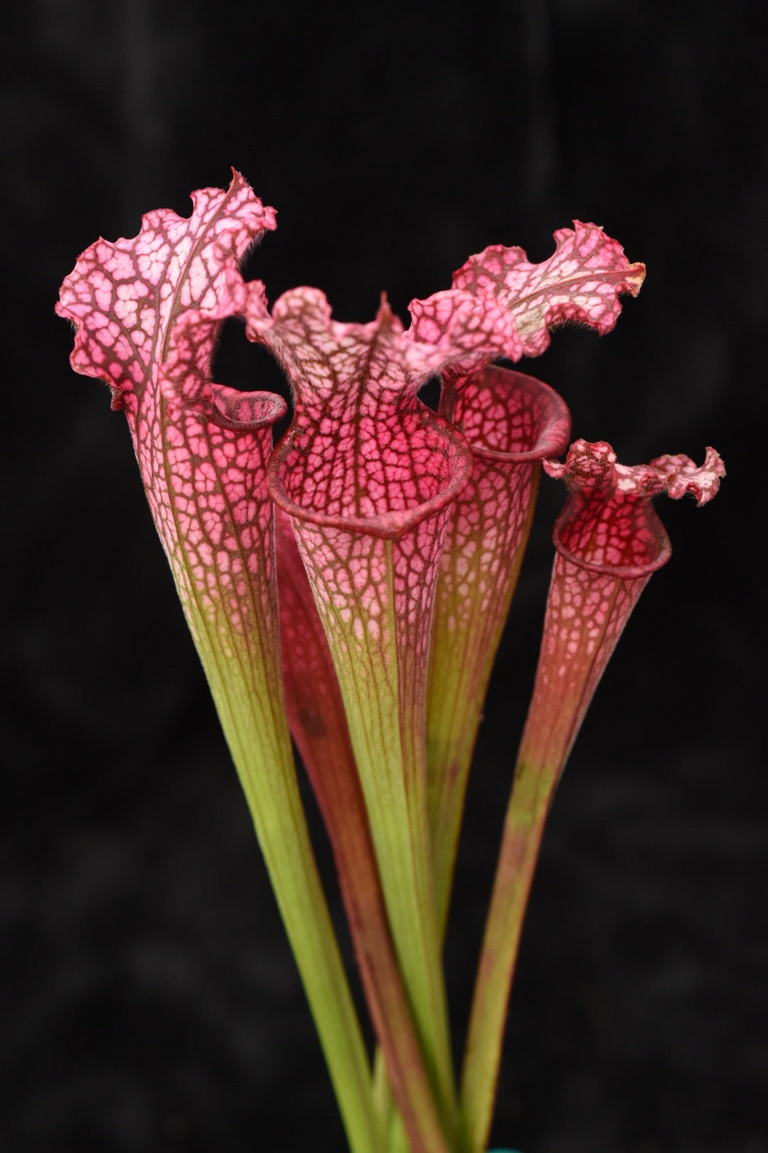 Sarracenia leucophylla (Hot Pink x(Red x Pink)) #75
