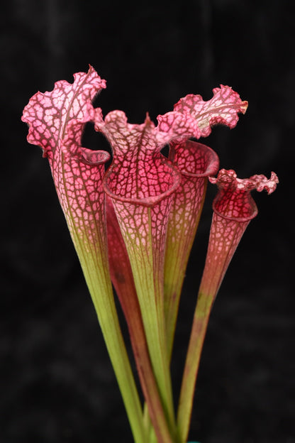 Sarracenia leucophylla (Hot Pink x(Red x Pink)) #75