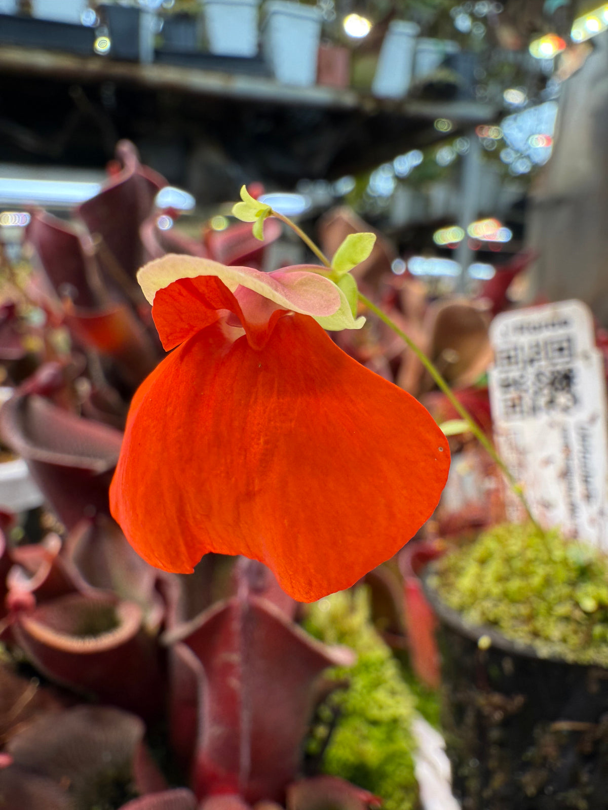 Utricularia campbelliana Wei Tepui BCP Clone, fourth photo